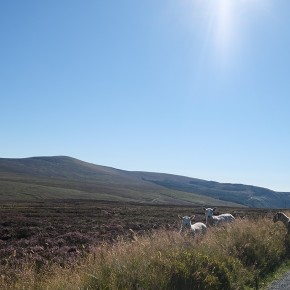 Wicklows Mountains