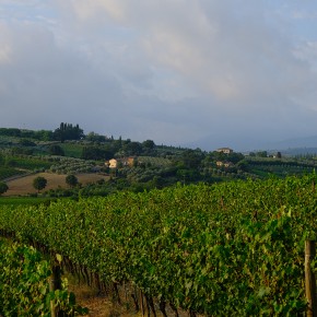 Vignoble en Toscane