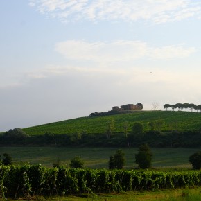 Vignoble en Toscane