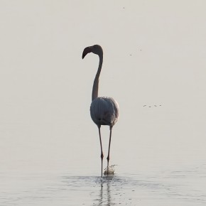 Flamingo - Delta du Pô