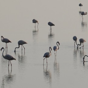 Flamingo -Delta du Pô