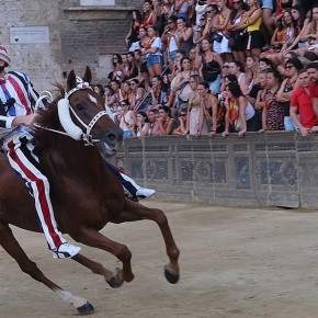 Cataclop | Palio Siena
