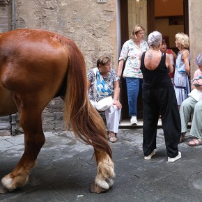 La montagne de muscle | Palio Siena