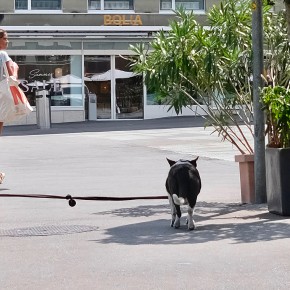 Laisse biplace autonome | Bern