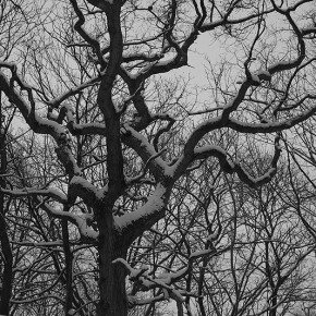 Branches enneigées