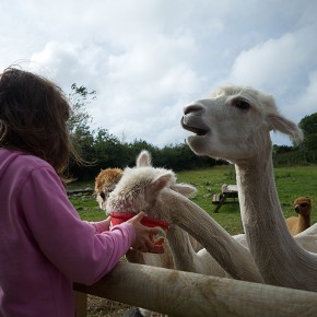 Gorslwyd Farm - Cardigan - Les alpagas