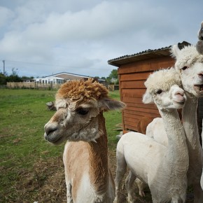 Gorslwyd Farm - Cardigan - Les alpagas