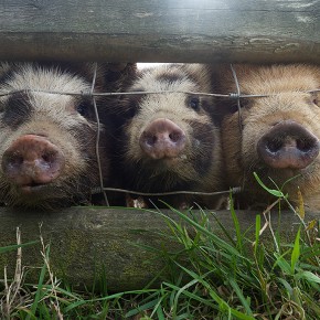 Gorslwyd Farm - Cardigan - Les 3 petits cochons