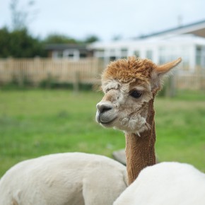 Gorslwyd Farm - Cardigan - Alpaga