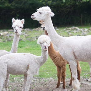 Gorslwyd Farm - Cardigan - Les alpagas