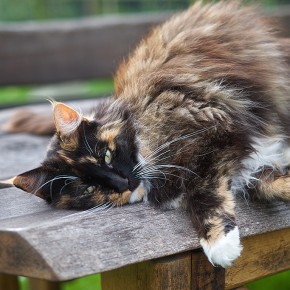 Gorslwyd Farm - Cardigan - Chat qui se la pète