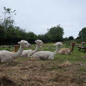 Gorslwyd Farm - Cardigan