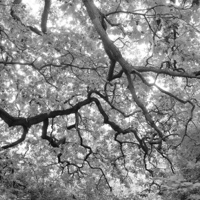 Salut vieilles branches