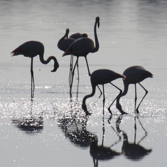 Flamants roses