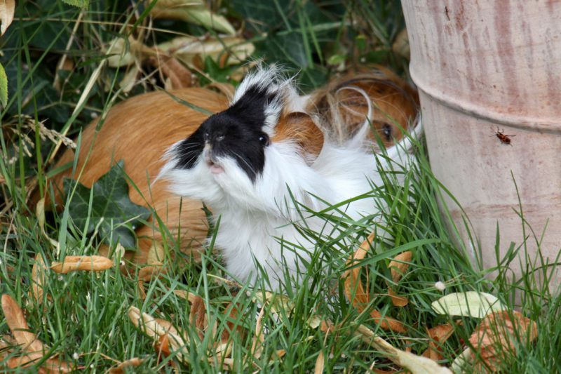 Bashir, Mouloud et le gendarme