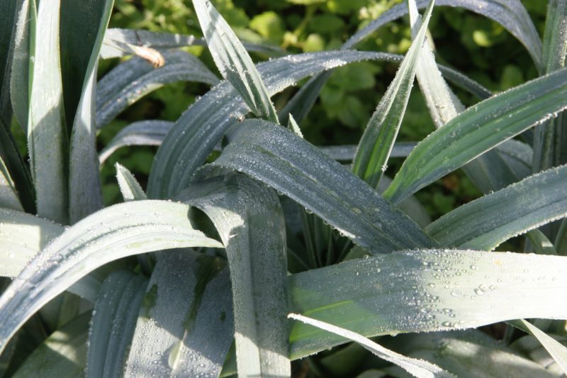 Le vergé des Chalois