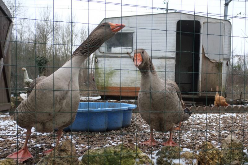 La ménagerie du garde barrière