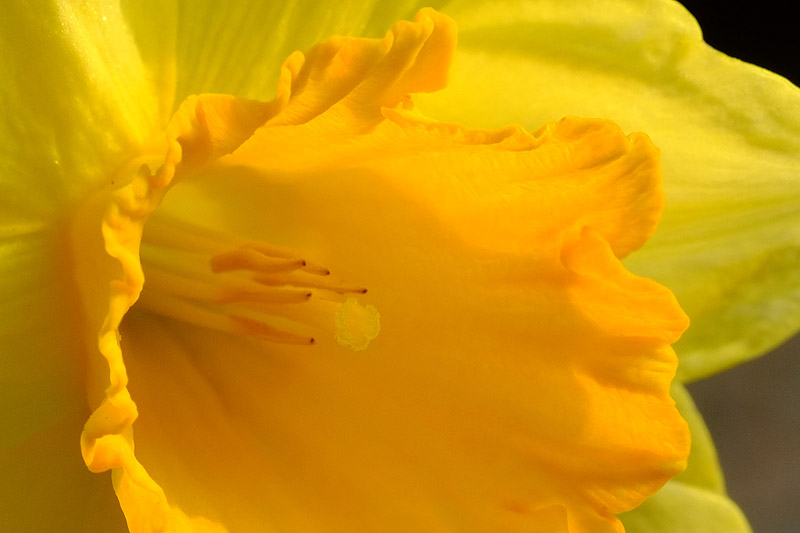 Jonquilles, voyage au cœur de la chose - L'oeil de Fred - Frédéric Fleury