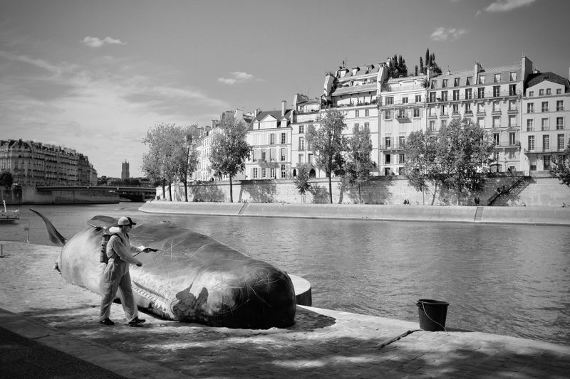 Cachalot à Paris